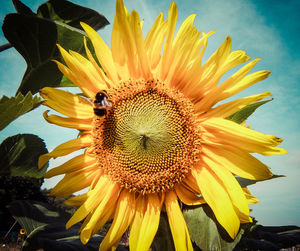 Close-up of sunflower