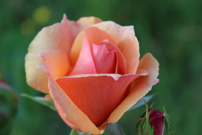 Close-up of flower blooming outdoors