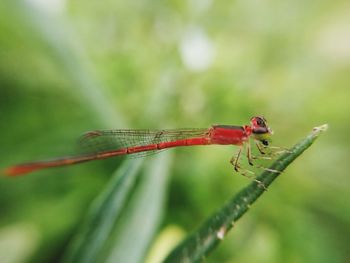 Close-up of damselfly on leaf