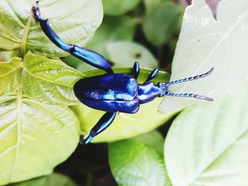 Close-up of insect on plant