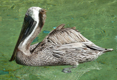 Close-up of duck swimming in lake