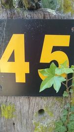 Close-up of yellow arrow sign on plant