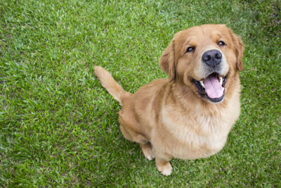 Portrait of dog sitting on grass