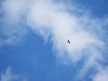 Low angle view of bird flying in sky