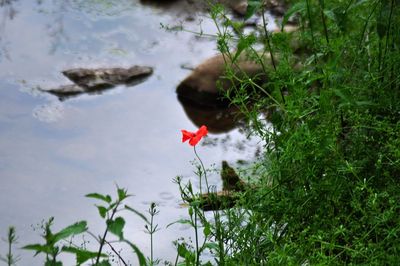 View of a bird against the sky