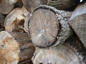 Close-up of logs on tree stump