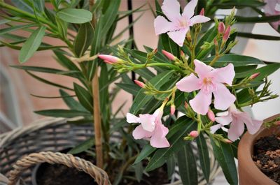 Close-up of pink flowering plants