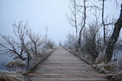 Footpath amidst bare trees against clear sky