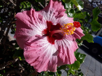 Close-up of pink hibiscus flower