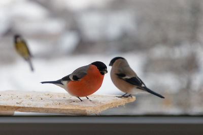 Close-up of birds perching on wood