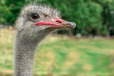 Close-up of an ostrich bird looking away