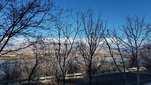 Low angle view of bare trees against sky