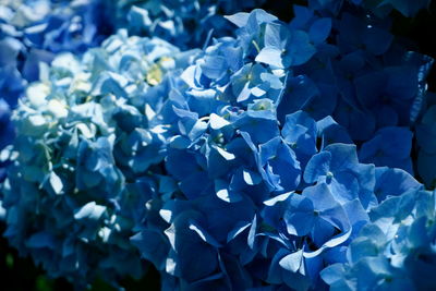 Close-up of purple flowers