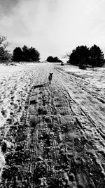 Man walking on snow covered trees against sky