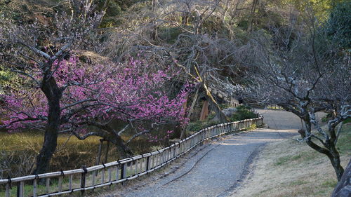 View of flowering trees by footpath