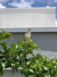 Close-up of butterfly on plant