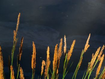 Close-up of stalks against the sky