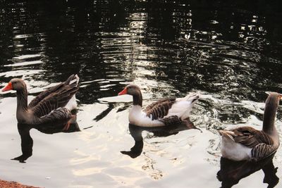 Ducks swimming on lake