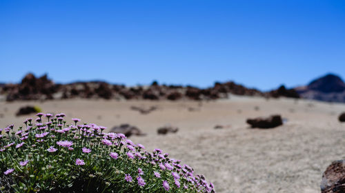Close-up of purple flowering plants on sand against blue sky