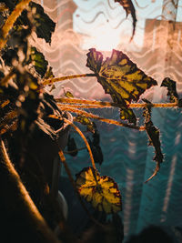 Close-up of autumn leaves in water