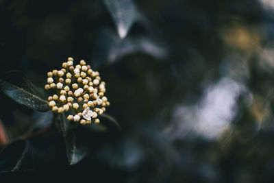 Close-up of flower buds