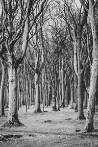 Bare trees in forest