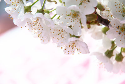 Close-up of white cherry blossoms in spring