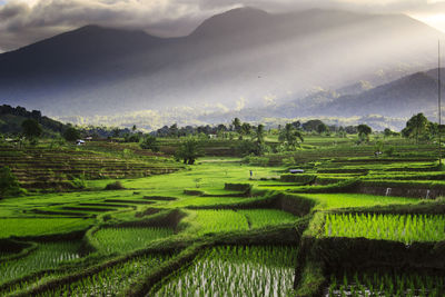 View of farmers in beautiful rice fields in the morning with blue mountains in kemumu village