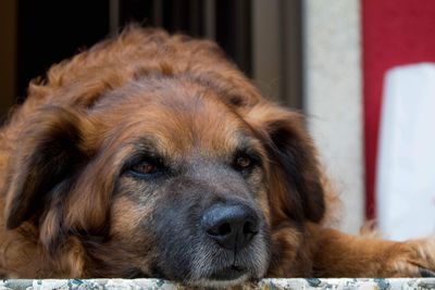 Close-up portrait of dog resting