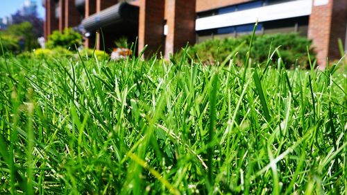 Close up of grass in field