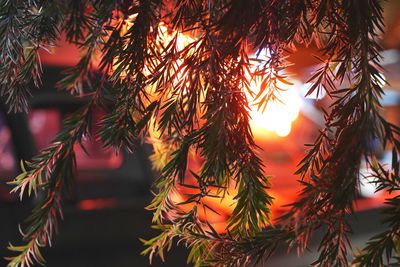 Close-up of pine tree during sunset