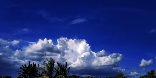 Low angle view of palm trees against blue sky