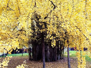 Trees in autumn