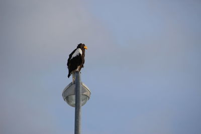 Low angle view of bird perching on wooden post