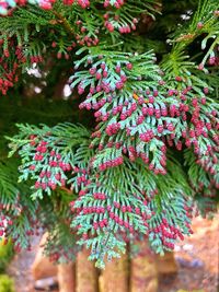 Close-up of pine tree