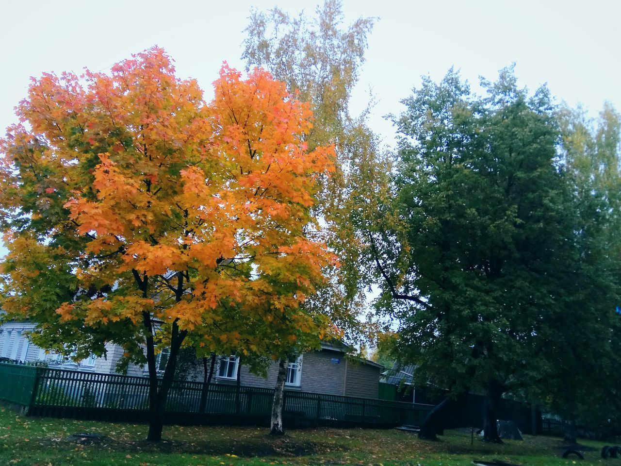 TREES IN AUTUMN