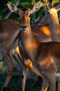 Close-up of deer outdoors