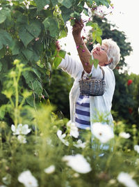 Elderly woman harvesting beans