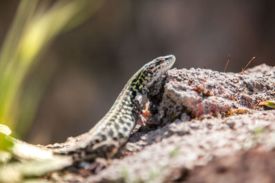 Close-up of lizard on rock