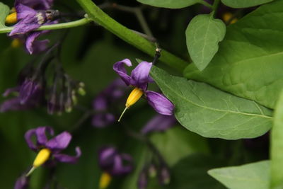 Close-up of purple flowering plant