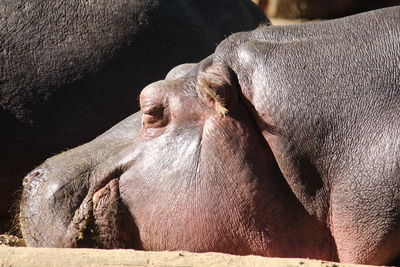 Close-up of a horse