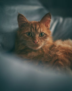 Close-up portrait of a cat