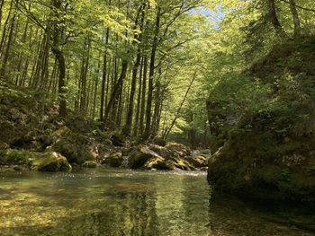 Stream flowing amidst trees in forest