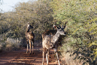 Deer standing on field