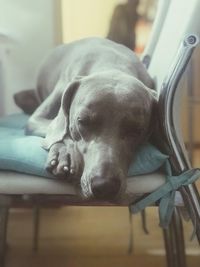 Close-up of dog sleeping at home