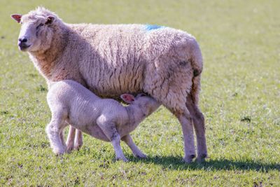 Sheep in a field mother a lamb feeding 