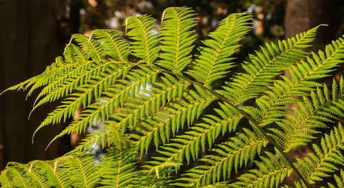 Close-up of fern