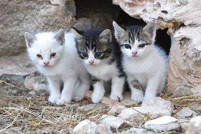 Portrait of cats