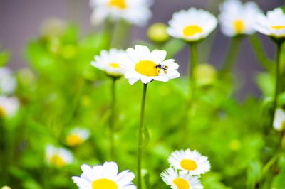 Close-up of flowers blooming outdoors