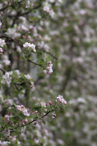 Close-up of pink cherry blossoms in spring